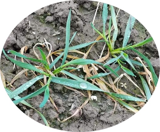 AD0I1NqACRAEGAAgtOf_4wUor6LI-QIwjgc4sQI